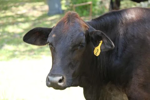 Cow Stock Photos