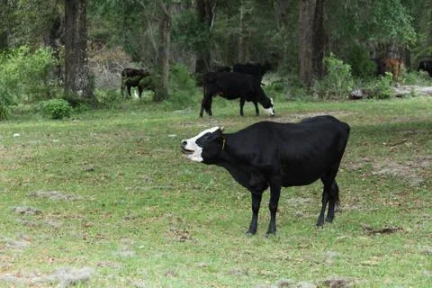Cow Stock Photos