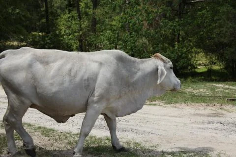 Cow Stock Photos