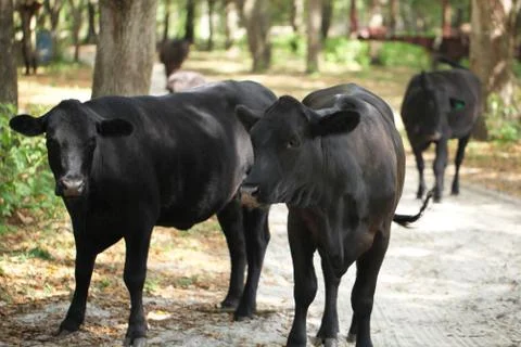 Cow Stock Photos