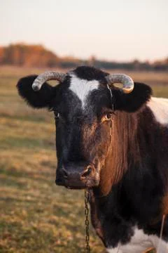 Cow Foto stock