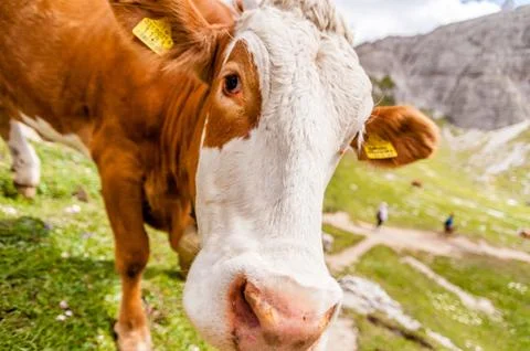Cow Stockfoto's