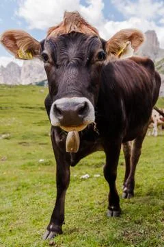 Cow Stockfoto's
