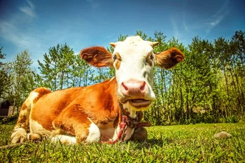 The cow Foto stock