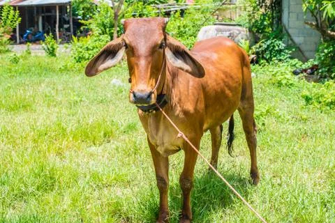 Cow Stock Photos