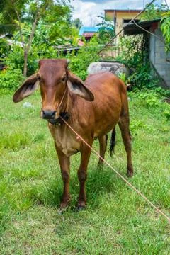 Cow Stock Photos