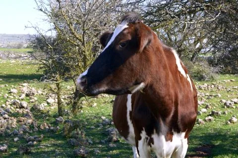 Cow Stock Photos