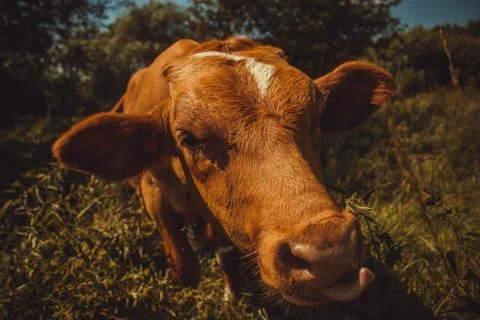 Cow Stock Photos