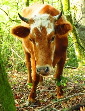Cow Fotos de archivo