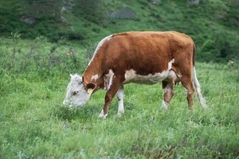 Cow Foto stock