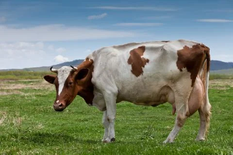 Cow Foto stock