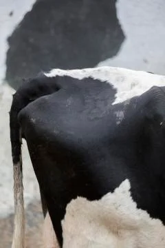 Cow Stock Photos