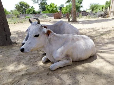 Cow Stock Photos