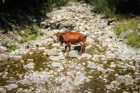 Cow 写真素材