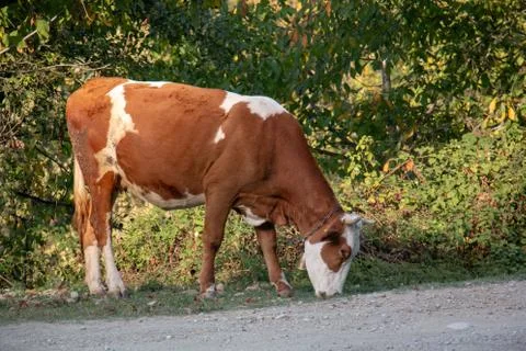 Cow Stock Photos