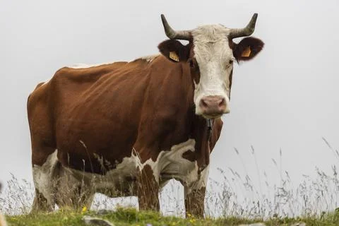 Cow Foto stock