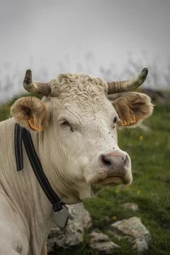 Cow Stock Photos