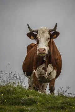 Cow Stock Photos