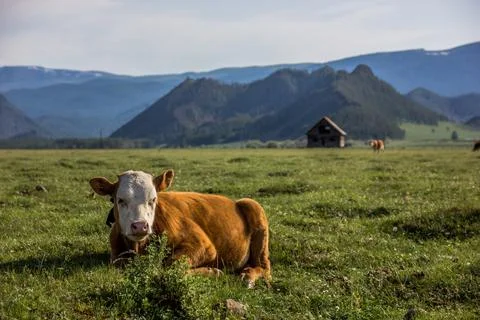 Cow Stock Photos