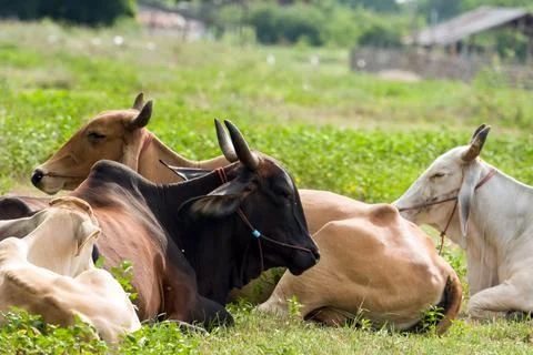 Cow Stock Photos