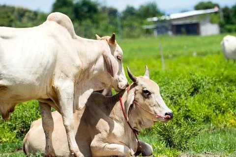 COW Stock Photos