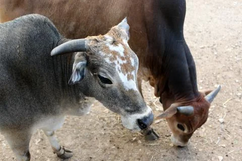 Cow Stock Photos