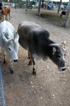 Cow Stock Photos