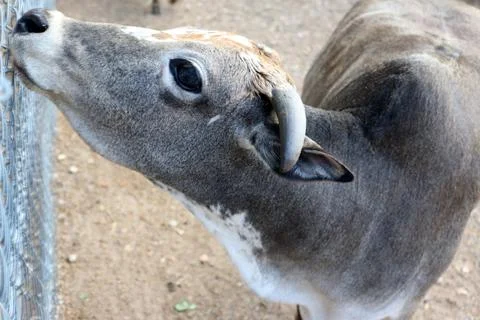 Cow Stock Photos