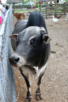 Cow Stock Photos