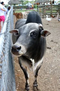Cow Stock Photos