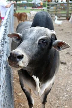 Cow Stock Photos
