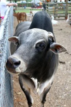 Cow Stock Photos