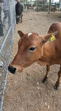 Cow Stock Photos