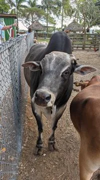 Cow Stock Photos