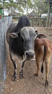 Cow Foto stock