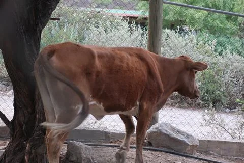 Cow Stock Photos