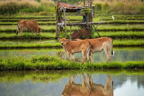 Cow Stock Photos