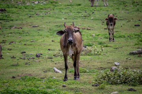 Cow Stock Photos