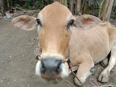 Cow Stock Photos