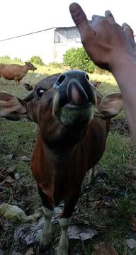 Cow, Stock Photos