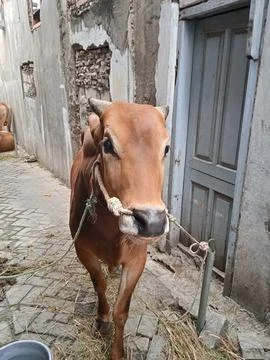 The cow Stockfoto's