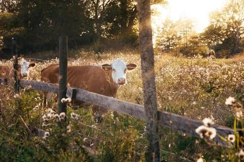 Cow Stock Photos
