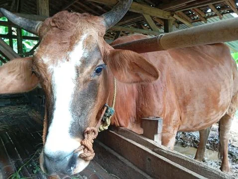 Cow 库存照片
