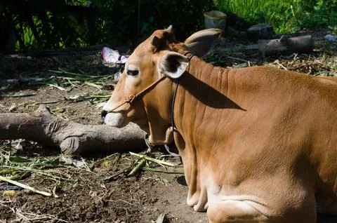 Cow Foto stock