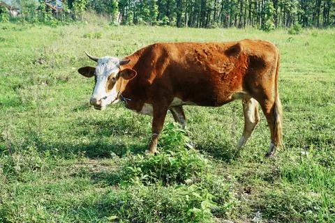 Cow Stock Photos