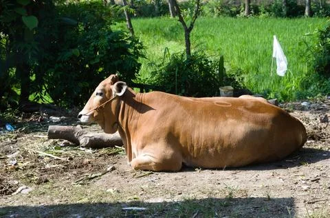 Cow Stock Photos