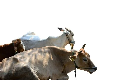 Cow Foto stock