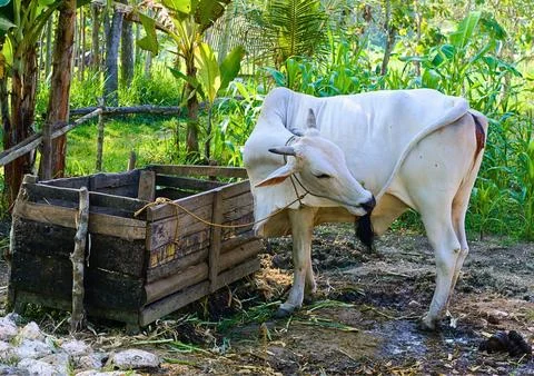 Cow Stock Photos