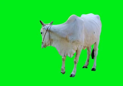 Cow Stock Photos