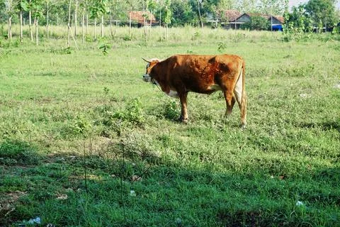 The Cow Stock Photos